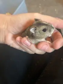 Mláďata křečíka džungarského