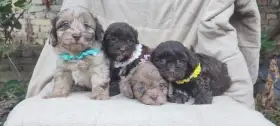 Maltipoo krásná štěňátka