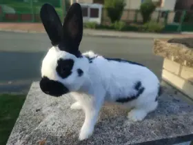 Prodám Česky strakáč černý