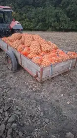 Brambory