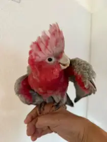 Kakadu růžový, samec