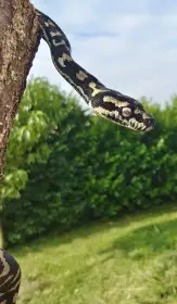 Mláďata krajty kobercové "jungle" - Morelia spilota cheynei CB 06/26