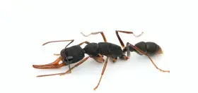 Mravenec Harpegnathos venator