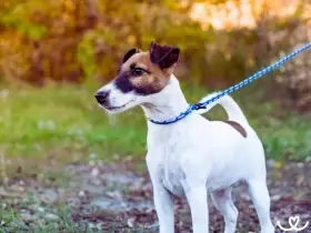 Nabízím k adopci do dobrých rukou - fenka foxteriéra s PP (6,5 roku)