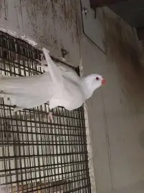 Princeska Albino