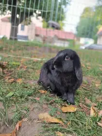 Minilop