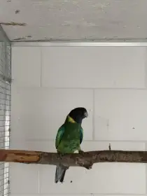 Barnard límcový velký/ modrý