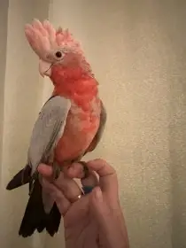 Kakadu růžový ručně dokrmený