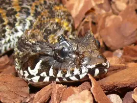 Acanthophis rugosus