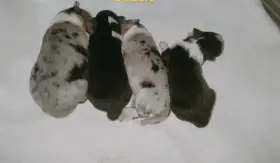 Šeltie