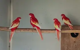 Pomerančové straky, obyč.straky,rosely rubino