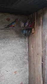 Penanti