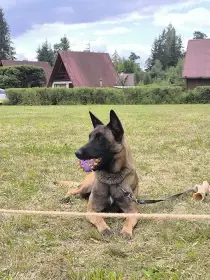 Belgický Malinois-Bony