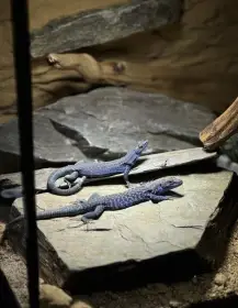 Podarcis siculus paulae