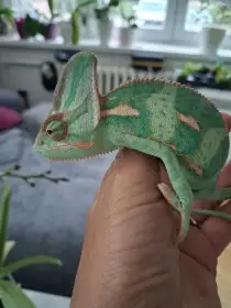 Chameleon jemenský