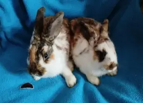 Nabízím zakrslé králíčky- hladké