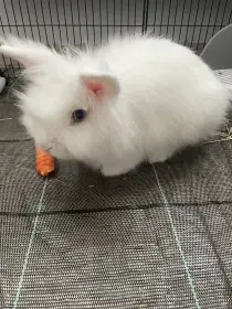 Lionhead/Lvíček