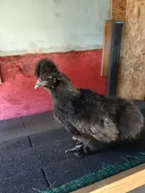 Hedvábnička hnědá a černá zakrslá