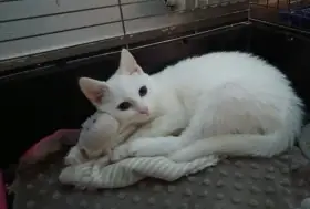 Fífa pokukuje po domově