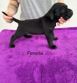 Štěňátka Cane Corso s PP