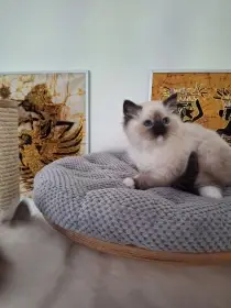 Koťátko Ragdoll
