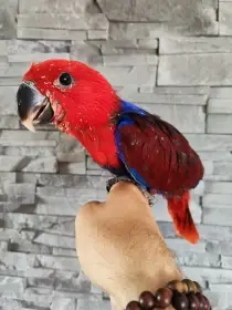 Prodám letošní ručně dokrmená mláďata
