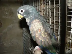 Prodám amazonek bronzovokřídlý