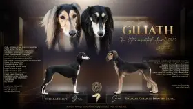 Saluki štěňátka