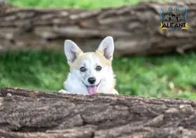 Štěně Corgi hledá nový domov (FB: Alona Aleant).