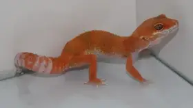Gekončík noční