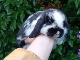 Anglický Zakrslý Beránek minilop