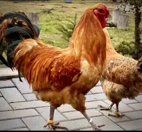 Šumavanka Velká-Násadová vejce