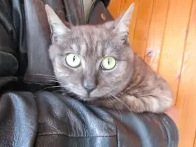 Darujeme kocourka