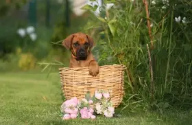 Rhodéský Ridgeback štěňátka s PP, výnimočné priateľské povahy