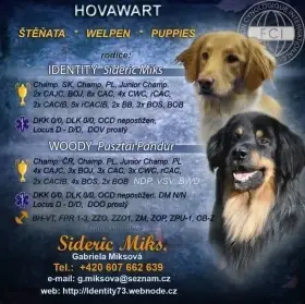Hovawart štěňátka s pp