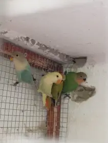 Agapornis růžohrdlý 2025
