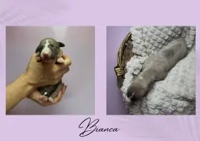 Štěně vipet/whippet/chrt s PP