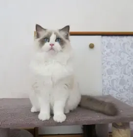 Ragdoll kocourci s průkazem původu