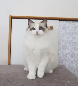 Ragdoll kocourek s průkazem původu