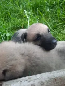 Štěňátka kříženci