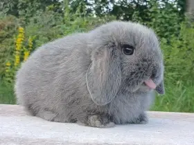 Anglický Zakrslý Mini Beránek - MiniLop✅