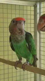 Prodám Papouška Kapského/šedohlavého/