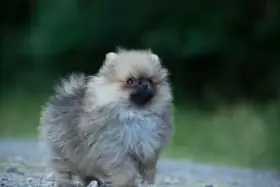 Pomeranian s PP