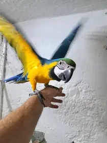 Ara ararauna
