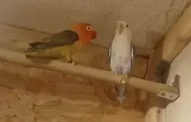 Agapornis Fisherův