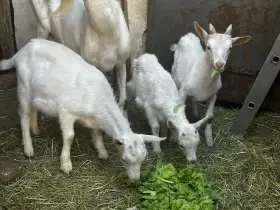 Prodám kůzlata bílé kozy krátkosrsté