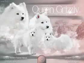 Japonský špic fena