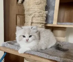 Ragdoll koťátka s PP