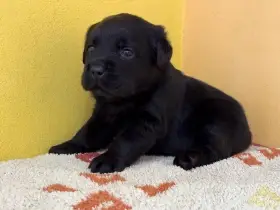 Labrador retriever