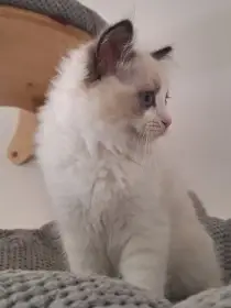 Kotě Ragdoll s PP
